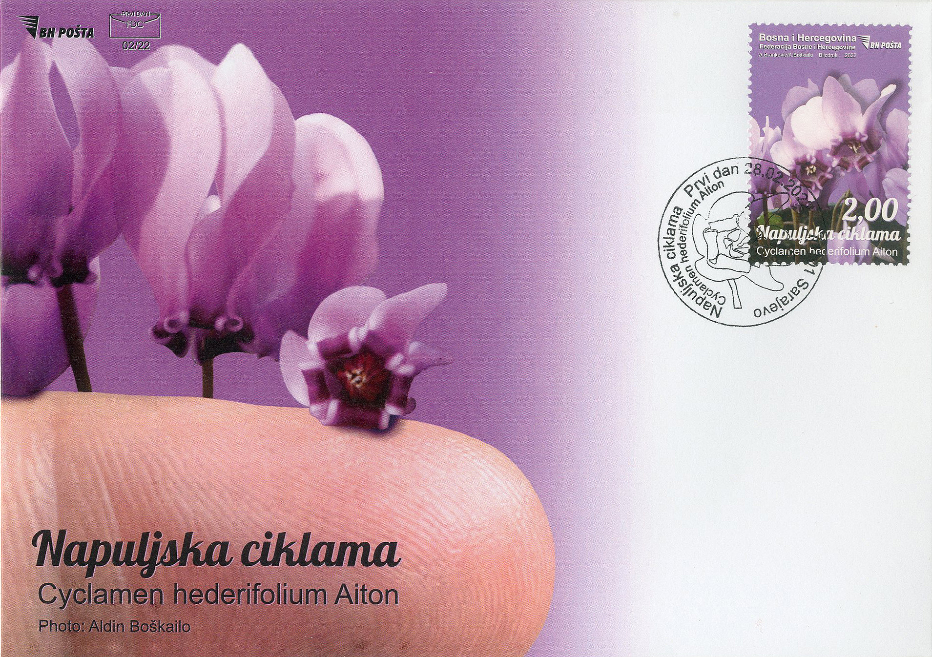 fdc-flora---neapolitan-cyclamen